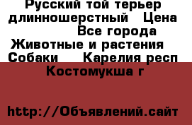 Русский той-терьер длинношерстный › Цена ­ 7 000 - Все города Животные и растения » Собаки   . Карелия респ.,Костомукша г.